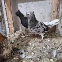 نر ماده دم سفید