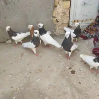 کفترطوقی|پرنده|شال, |دیوار
