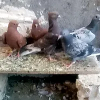 کبوتر کفتر|پرنده|مشهد, پورسینا|دیوار