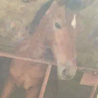 اسب|اسب و تجهیزات اسبسواری|شادگان, |دیوار