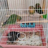 پرنده طوطی برزیلی|پرنده|سنندج, |دیوار