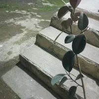 گل فیکوس|گل و گیاه طبیعی|خمام, |دیوار