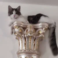 گربه بازیگوش
