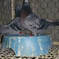 دو جفت کفتر مسافتی