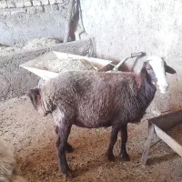 سه عدد شیشک درجه یک داشتی قیمت مناسب|حیوانات مزرعه|مینودشت, |دیوار