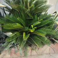فروش کلی کاکتوس های زینتی