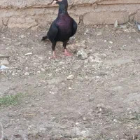 کبوتر