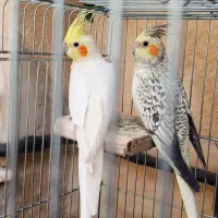 جفت طوطی عروس هلندی|پرنده|اقبالیه, |دیوار