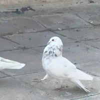 کفتر|پرنده|رودهن, |دیوار