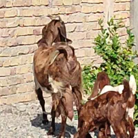 بز کهره نجدی دو کیلو شیر موقعیت جیرفت|حیوانات مزرعه|کرمان, |دیوار