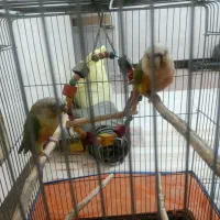 یک جفت گرینچیک نروماده رام دستی نزدیکه  تخم بزارن|پرنده|کهنوج, |دیوار