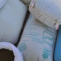 ماش|عمده‌فروشی|شاهیوند, |دیوار