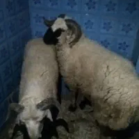 دو عدد قوچ