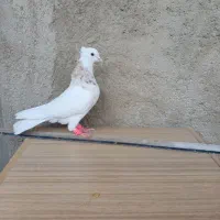 کله وطوقی ویال|پرنده|شیراز, ارم|دیوار