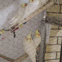 سه عدد عروس هلندی لوتینو