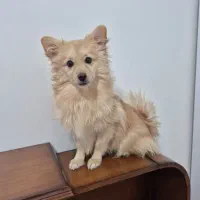 پامرین|سگ|نجف‌آباد, ویلاشهر|دیوار