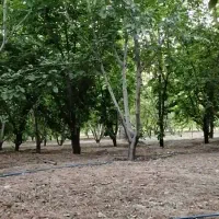 درختان-میوه-شهرکرد-شوراب-صغیر