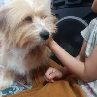 سگ پشمالو باهوش