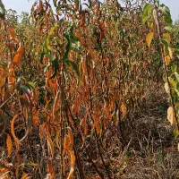 انواع نهال پایین ترین قیمت بازار