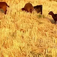 چپش برای روز 40لوم