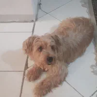 سگ تریر|سگ|تهران, تاکسیرانی|دیوار