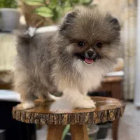 توله سگ پامر پامرانیان پامرانین خرسی