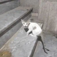 بچه گربه