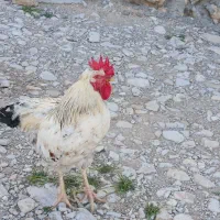 مرغ|حیوانات مزرعه|چوار, |دیوار