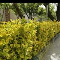 باغبانی علف زنی شخم زنی