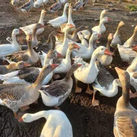 فروش غاز محلی