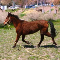 اسب مادیان