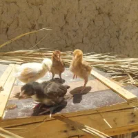 جوجه نسل بالا