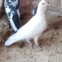 ۶عدد کفتر‌|پرنده|چناران, |دیوار