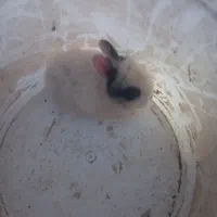 خرگوش|موش و خرگوش|شاهینشهر, گرگاب|دیوار