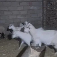 بز سانن آبستن کوهبنان