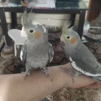 عروس دستی زیر هشت ماه