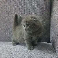 جوجه بلو|گربه|مشهد, شهرک امام سجاد|دیوار