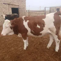 گوساله نروماده