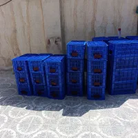 سبد.مرغ.ماهی.گوجه|عمدهفروشی|مرودشت, رامجرد یک|دیوار