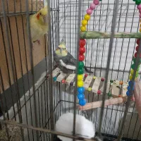 یک جفت عروس هلندی بفروش میرسد