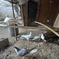 کبوتر ساده و رنگی