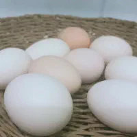 تخم گلین طوسی