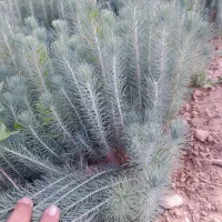 نهال و نشاء کاج تهران و مشهد|گل و گیاه طبیعی|خفر, |دیوار