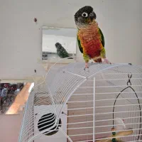 طوطی گرینچیک سبز|پرنده|اصفهان, باغ دریاچه|دیوار