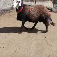 قوچ افشار پلنگی|حیوانات مزرعه|چادگان, |دیوار