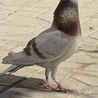 قوره ای نر سربندی