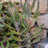 گل های زیبا|گل و گیاه طبیعی|دورود, |دیوار