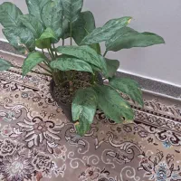 گل آپارتمانی|گل و گیاه طبیعی|چناران, |دیوار