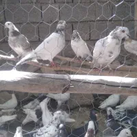 تعدادی کفتر پرشی