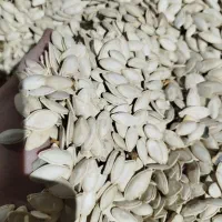 تخم کدو|عمده‌فروشی|آبگرم, |دیوار